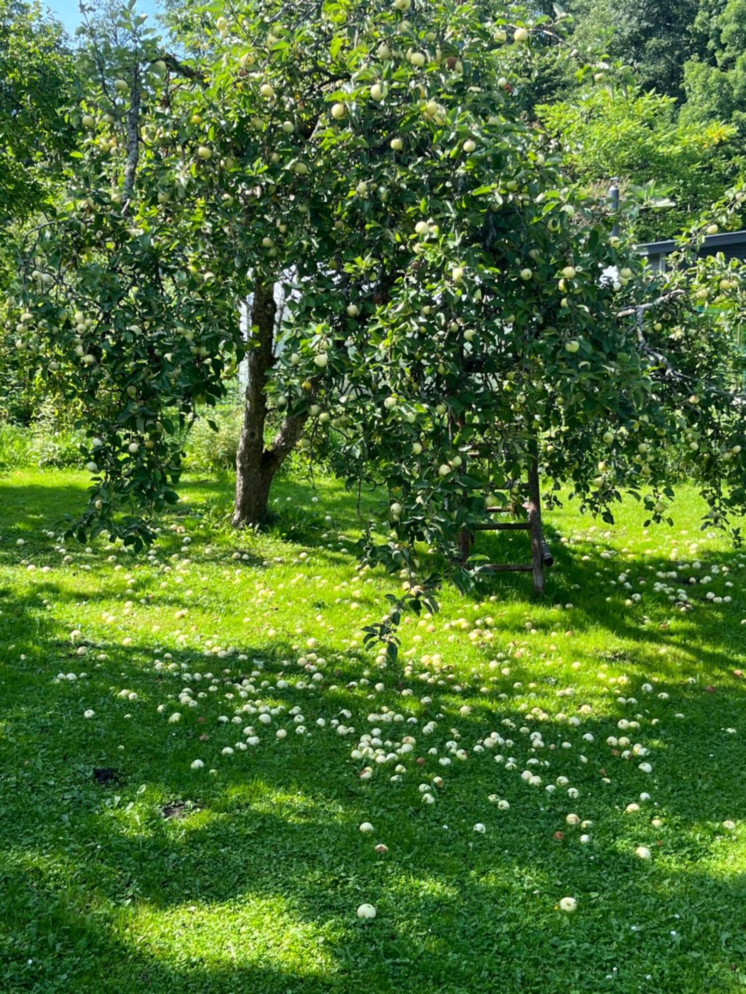 Casa vacanze Auglu Ielas Pirts Maja *